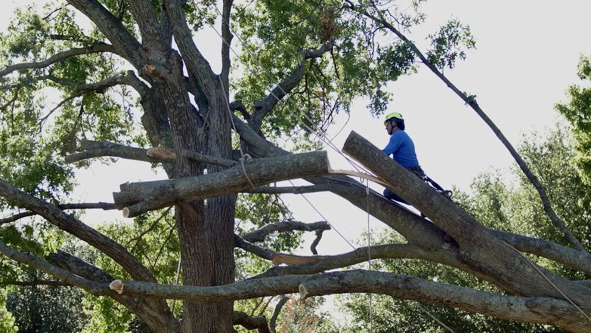 Professional Crown Thinning performed by certified arborists in Chatham