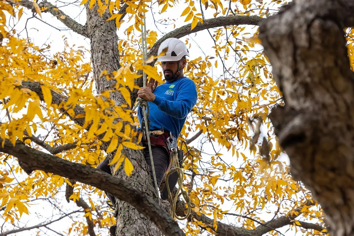 Skilled Tree Pruning crew working in Chatham